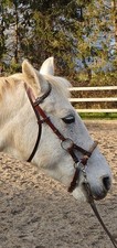 Sidepull harnessleder rohhaut gebraucht kaufen  Höttingen