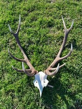 Massacre cerf cors d'occasion  Salbris