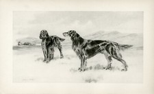 Usado, GORDON SETTER DOIS CÃES RARO 1897 PÁGINA ANTIGA IMPRESSÃO DE CACHORRO por ARTHUR WARDLE  comprar usado  Enviando para Brazil