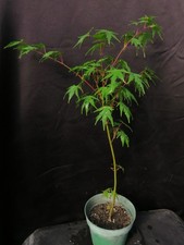 Seed grown acer for sale Seed grown acer for sale  Rochester