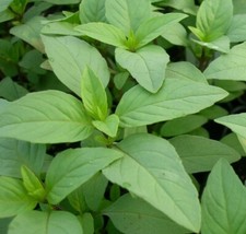 Lime basil seeds for sale  Berwyn