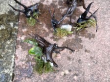 Bog wood fish for sale  WALSALL