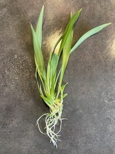 Bouture chlorophytum plante d'occasion  Agen