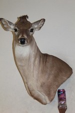 Whitetail deer head for sale  Brandon