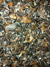 100 florida fossilized for sale  Brandon