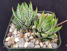 Zebra wart haworthia for sale  Fallbrook