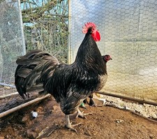 Mix australorp farm for sale  KIDWELLY