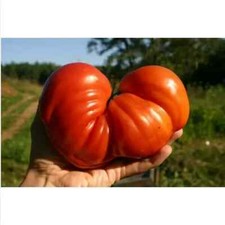 Cuore pomodoro bue usato  Trappeto