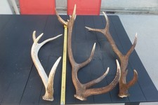 Bois cerf 70cm d'occasion  Laon