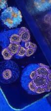 Stratosphere zoanthid for sale  Kissimmee