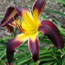 Chokecherry mountain daylily for sale  Levittown