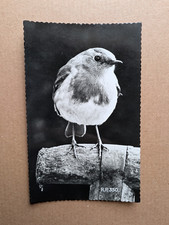 Old postcard bird for sale  BARNOLDSWICK