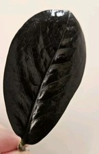 Zamioculcas zamiifolia black for sale  CARDIFF