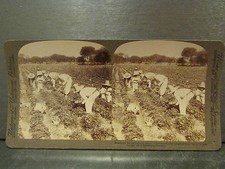 Ancien photo stereoscopique d'occasion  Craponne