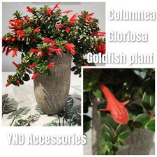 Columnea gloriosa goldfish for sale  BOLTON