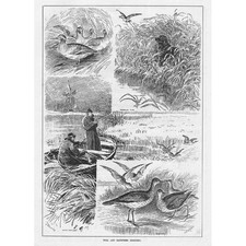 Teal sandpiper shooting for sale  GLASGOW