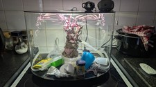 Small fish tank for sale  NORWICH