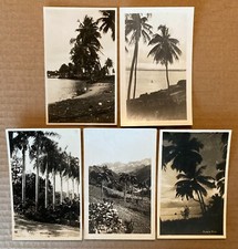 various palms for sale various palms for sale USA
