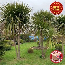 Semi hardy cordyline for sale  LIVERPOOL