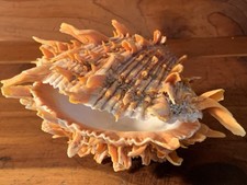 Shell spondylus spiny for sale  Fulton