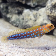 Rare blue spotted for sale  Garden City