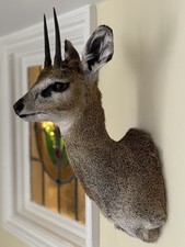 klipspringer for sale klipspringer for sale ILFRACOMBE