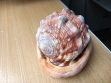 Conchiglia naturale marina usato  Roma