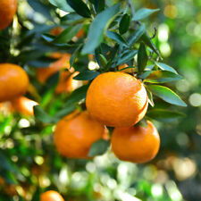 Citrus tree satsuma for sale  PETERBOROUGH