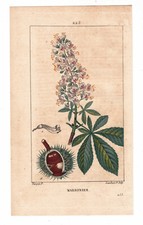Planche botanique xix d'occasion  Toulouse-