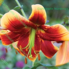 Fraulein cornelia oriental for sale  ALFRETON