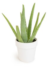 Aloe vera plant for sale  Portland