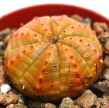 Euphorbia obesa giallo usato  Napoli