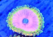 Pink diamonds zoa for sale  Placentia