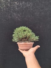 Bonsai rosmarino usato  Montevarchi