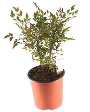 Flowerpotnursery nandina fire for sale  Loranger
