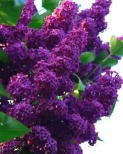 Dark purple lilac for sale  Ravensdale