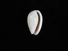 Sea Shell Persicula córnea 22,4mm ID#9411 comprar usado Sea Shell Persicula córnea 22,4mm ID#9411 comprar usado  Enviando para Brazil