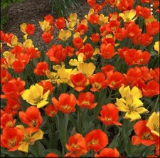 Daydream hybrid tulip for sale  Oskaloosa