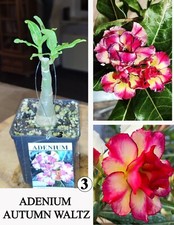 Adenium autumn waltz gebraucht kaufen  Wermsdorf
