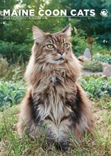 Maine coon cats for sale  SOUTHALL