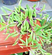 Seneccio purple haze for sale  ST. AUSTELL