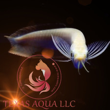 asian arowana for sale asian arowana for sale Cypress