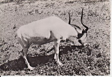 Addax carte postale d'occasion  Saint-Malo