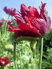 Giant red poppy for sale  LONDON