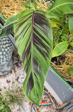 Musa helens hybrid gebraucht kaufen  Bad Lippspringe