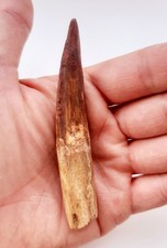 Grande dente spinosauro usato  Minerbio