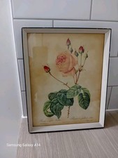 Vintage botanical framed for sale Vintage botanical framed for sale  KINGS LANGLEY