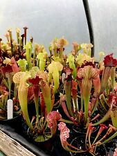 Sarracenia seed mitchelliana for sale  BUDE