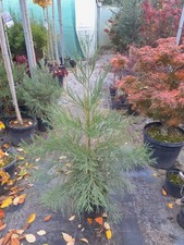 Sequoiadendron giganteum grün gebraucht kaufen Sequoiadendron giganteum grün gebraucht kaufen  Dillingen a.d.Donau