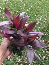 Tradescantia red wandering for sale  USA